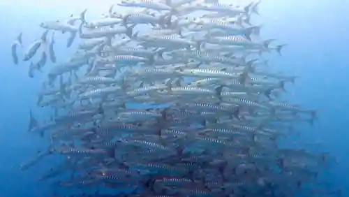 Deepper Dive, Inc 8