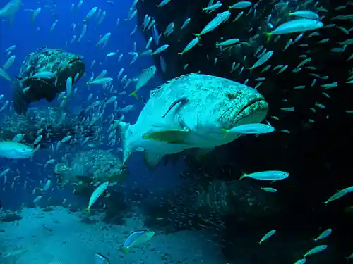 Dive Nerd Outfitters 9