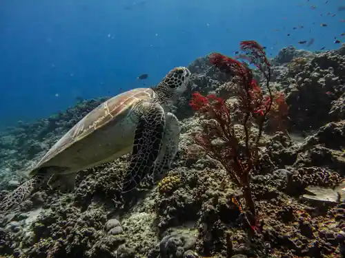 Trawangan Stingray Divers 8